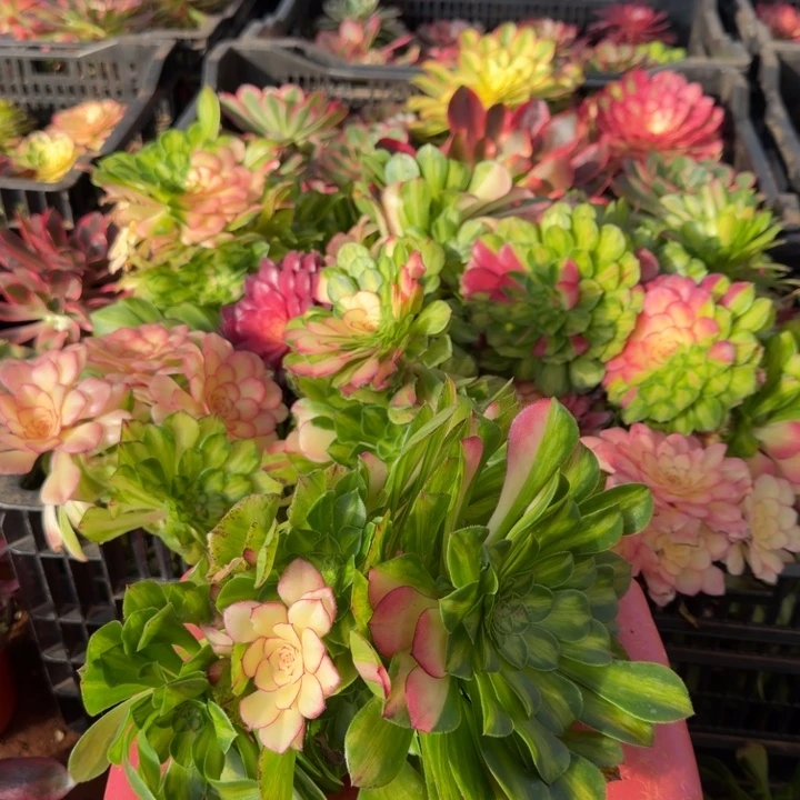 美***放大知否无根多肉植物法师