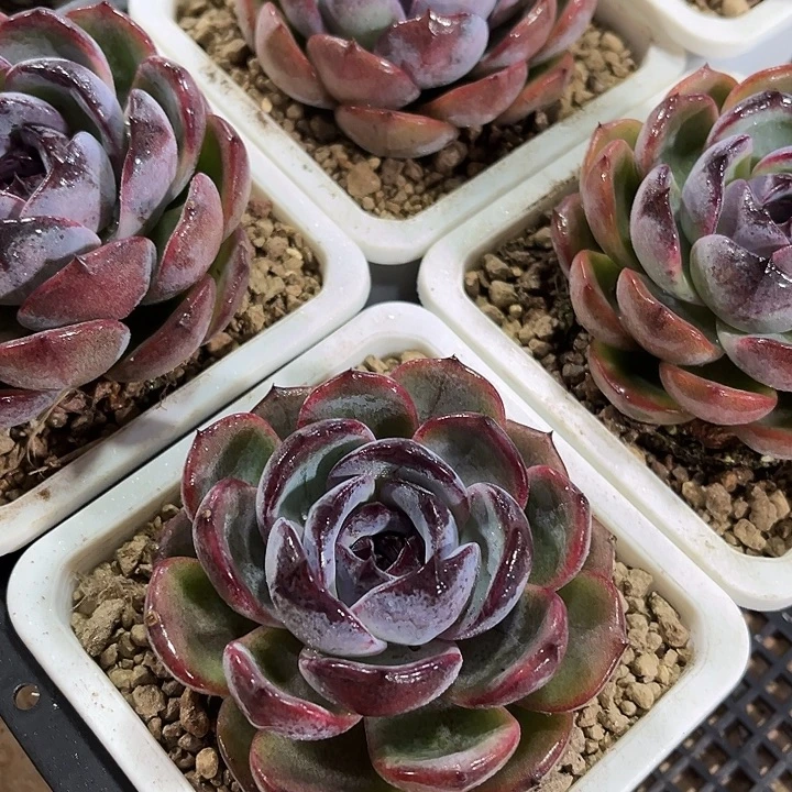 正版黑橙子多肉植物