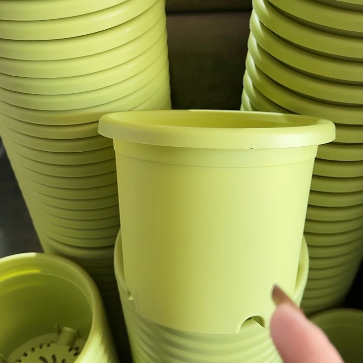 四季3号果绿无托10个特价微瑕