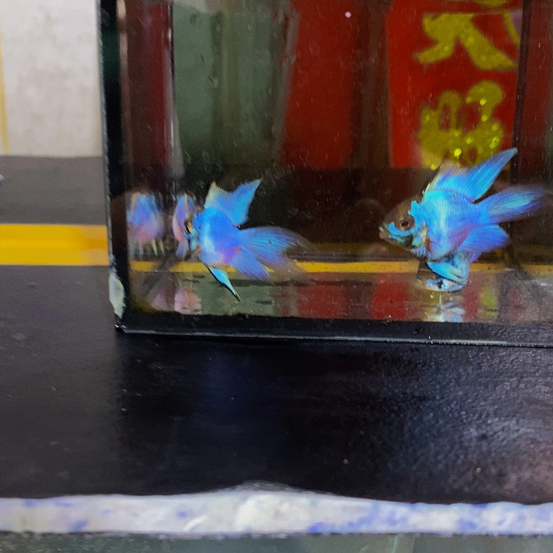 缘***在短鲷鱼长尾蓝波子两队被损1母