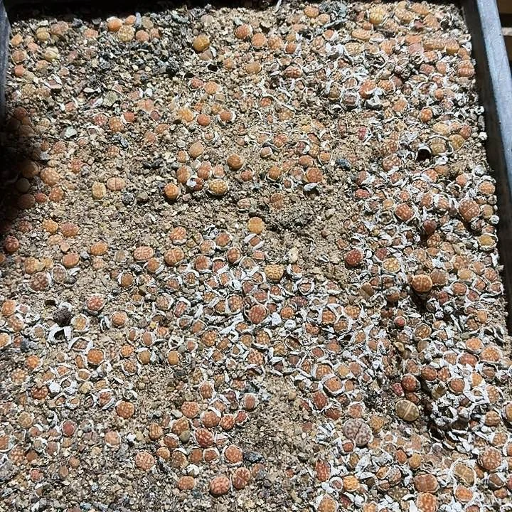 生石花11111。    729