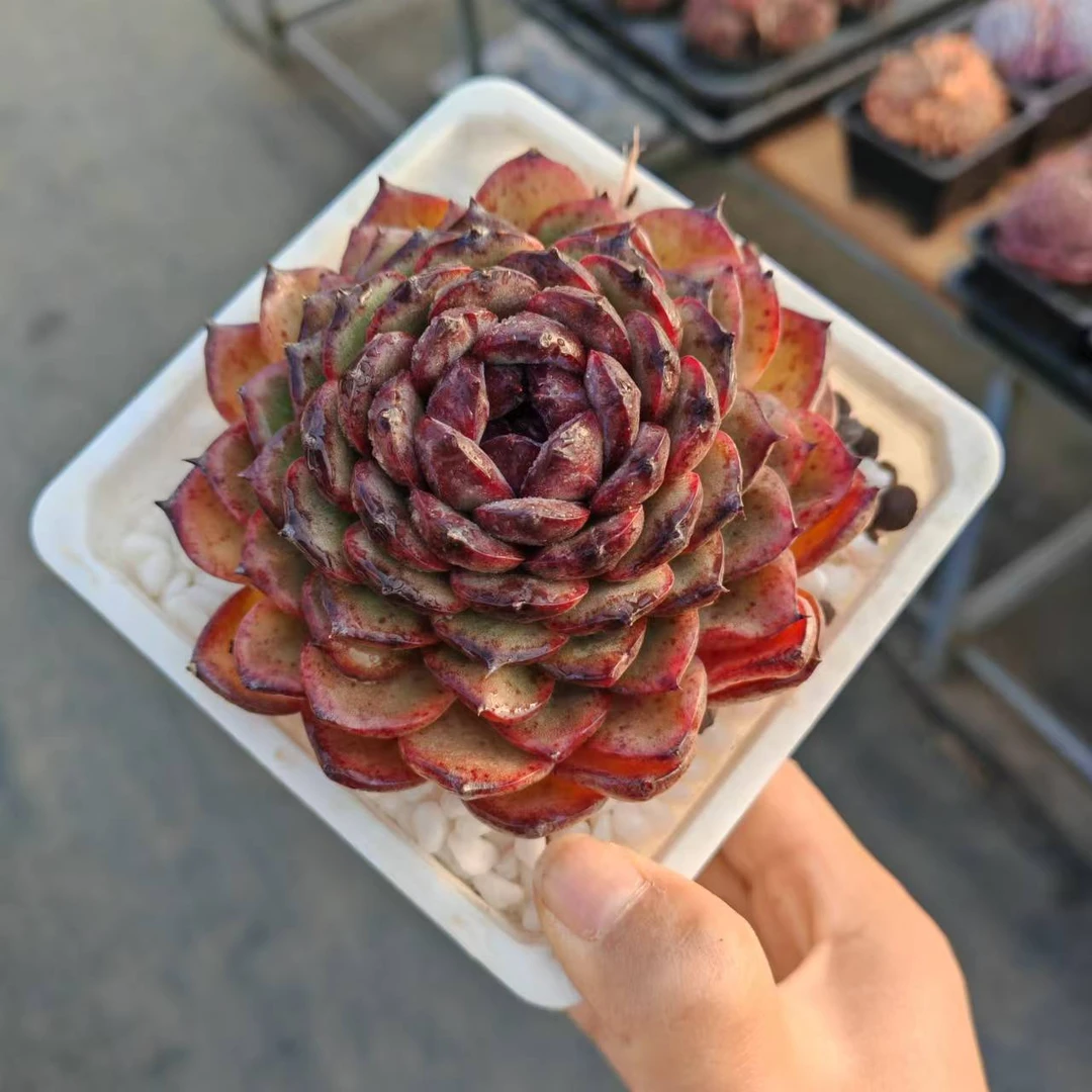 12#薇古丝多肉植物  前男友精品多肉SM0848