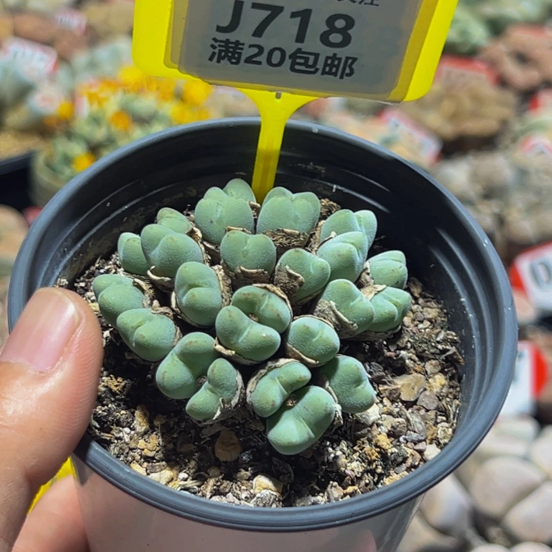 718 生石花大群生一物一拍