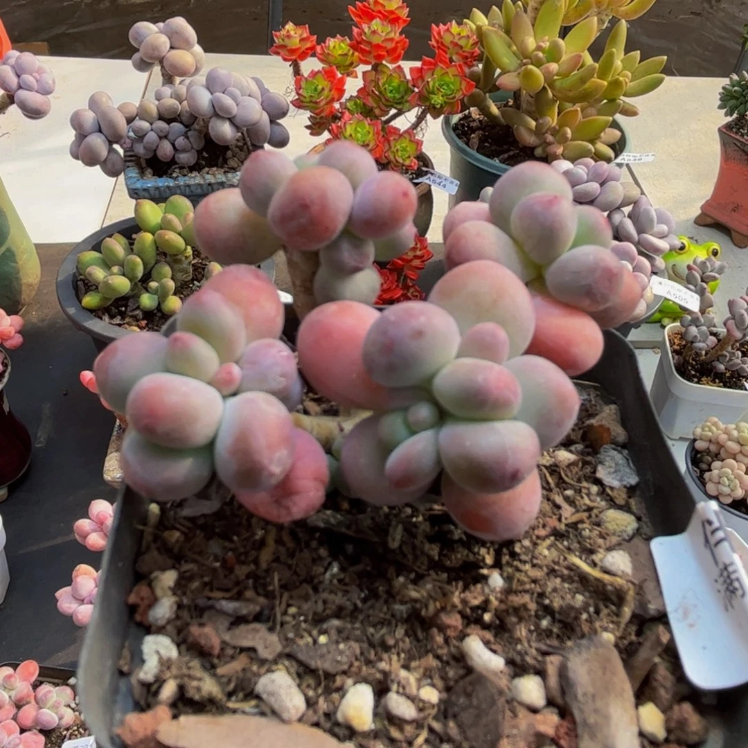 454/5cm苹果奶多肉