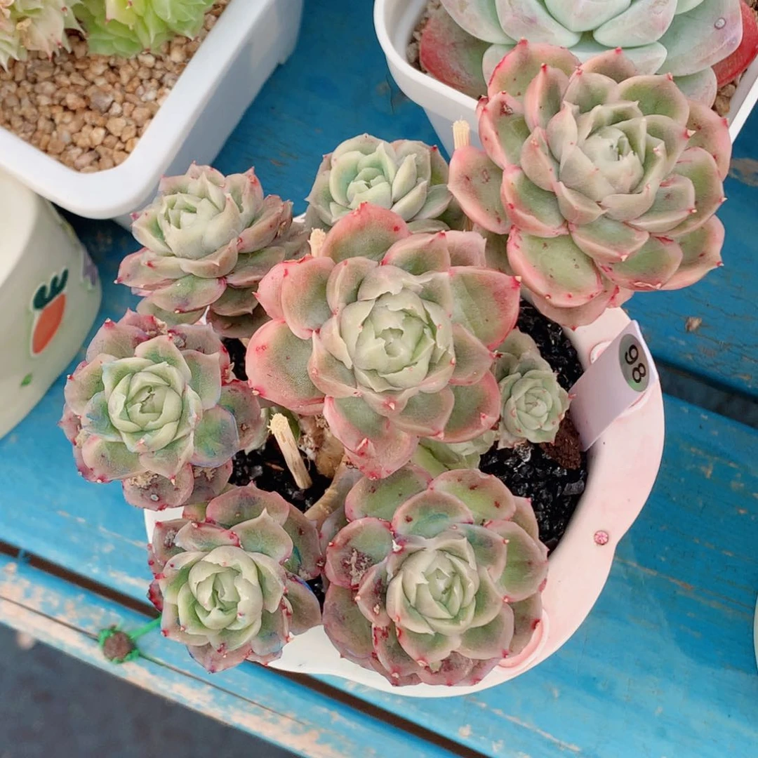 水晶虾饺58包邮  群生不包整98