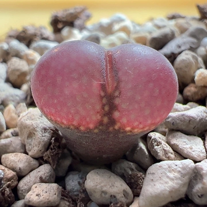 787。优选超好看风铃福利。