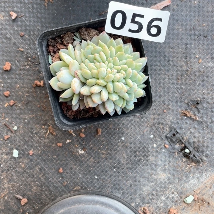 亲**霞多肉植物一物一拍