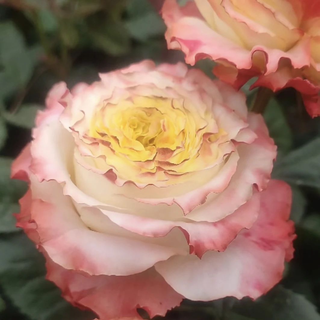 （DFR138）根接灌木月季花苗