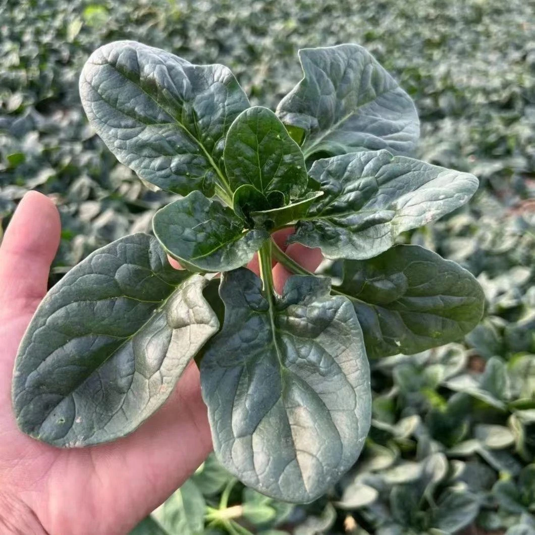 河南露天厚叶菠菜青菜蔬菜矮杆趴地菠菜红根小菠菜现挖5斤