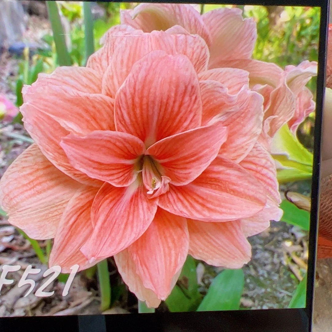 朱顶红新品F521开花球