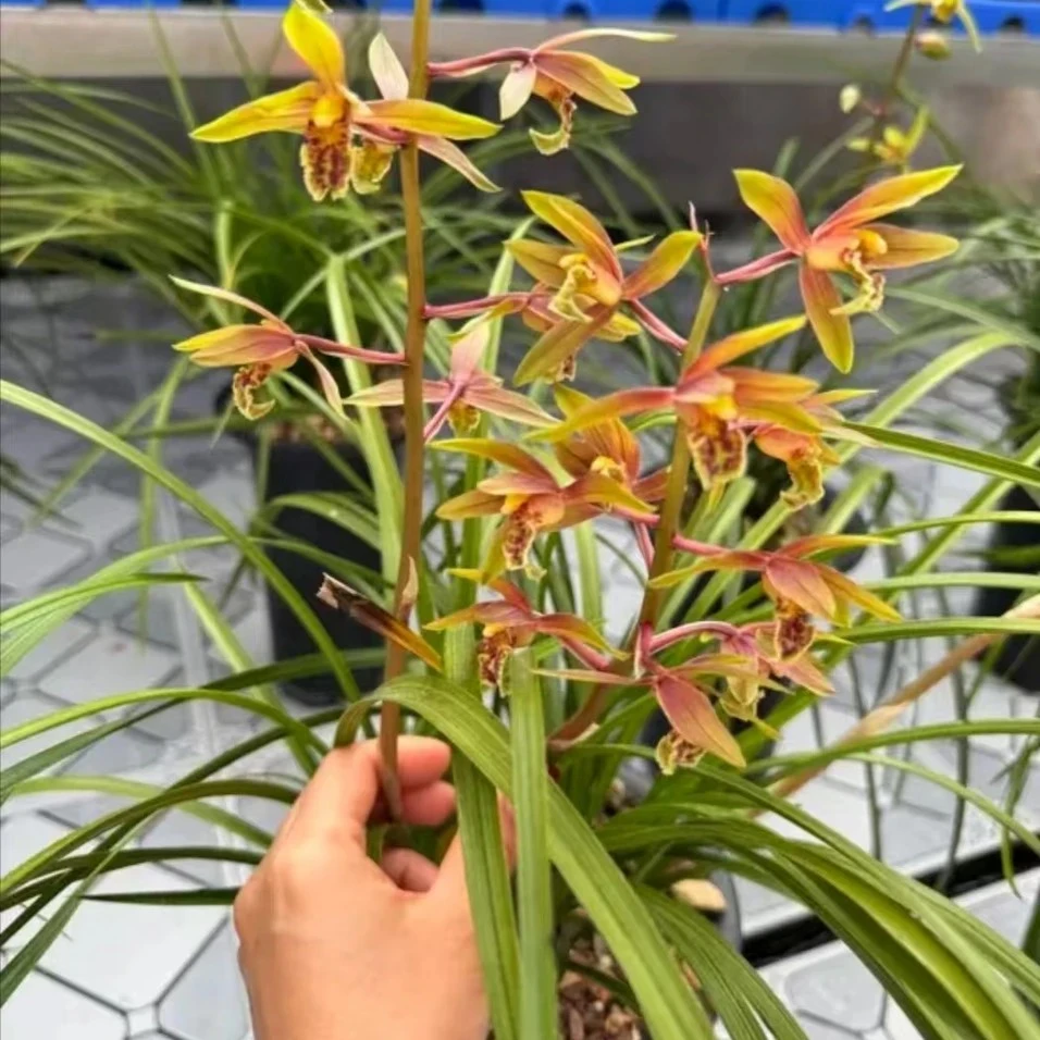 观赏兰花盆景春兰淡香蕙兰九节兰九头兰浓香一杆多花自然种植易养