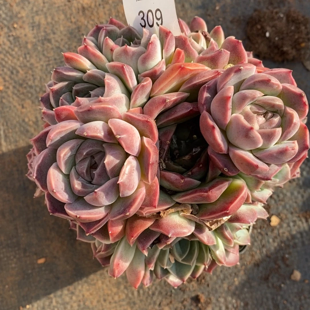 咖***辣杂交精品多肉309