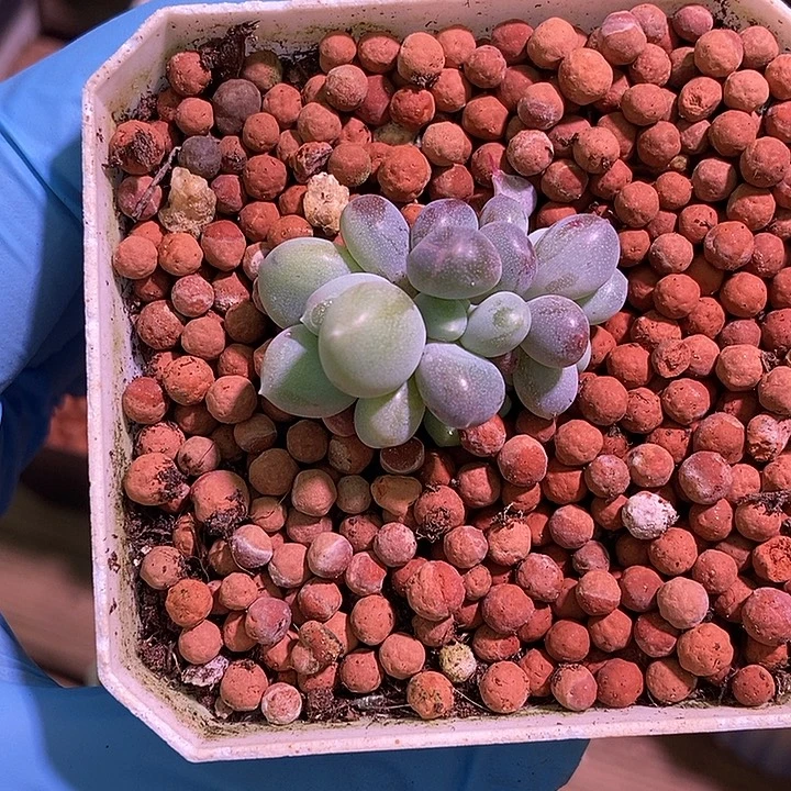糖****加菲猫锦多肉植物