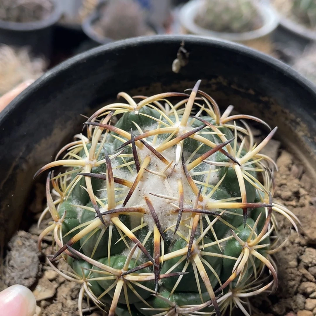 【闪购商品】钢钉有根66666