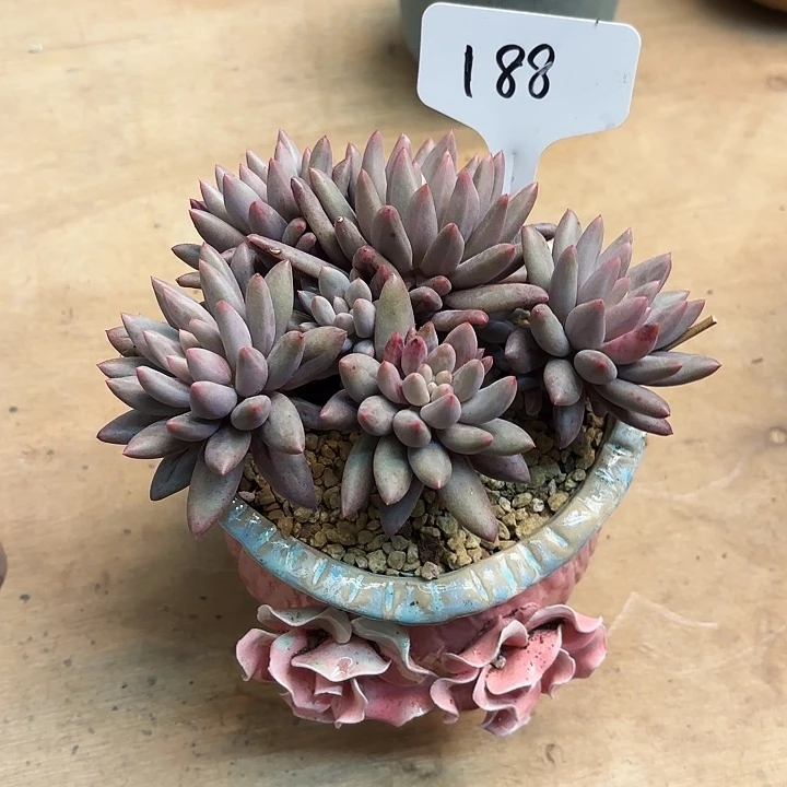 多肉植物，红蜻蜓188号