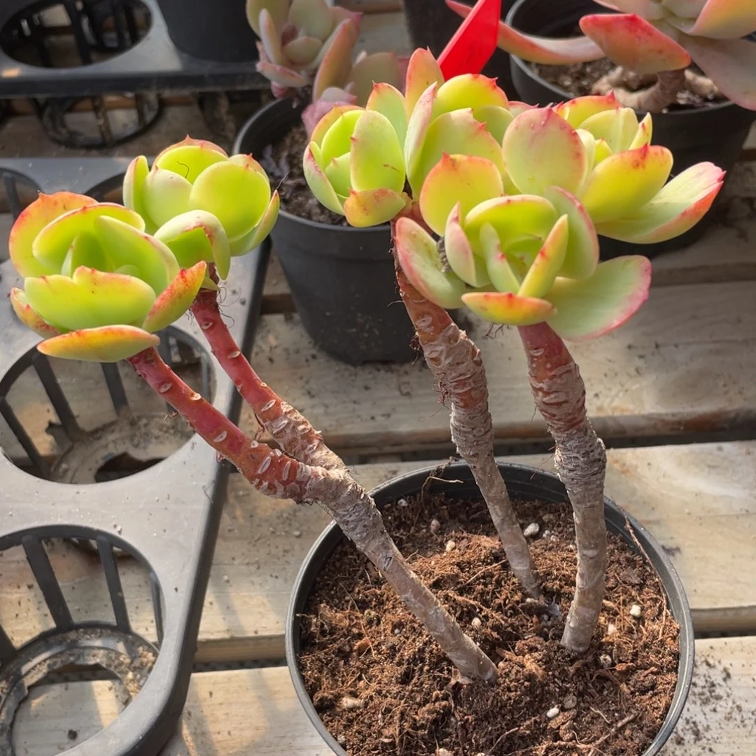 2512  鸡蛋碧桃六月六