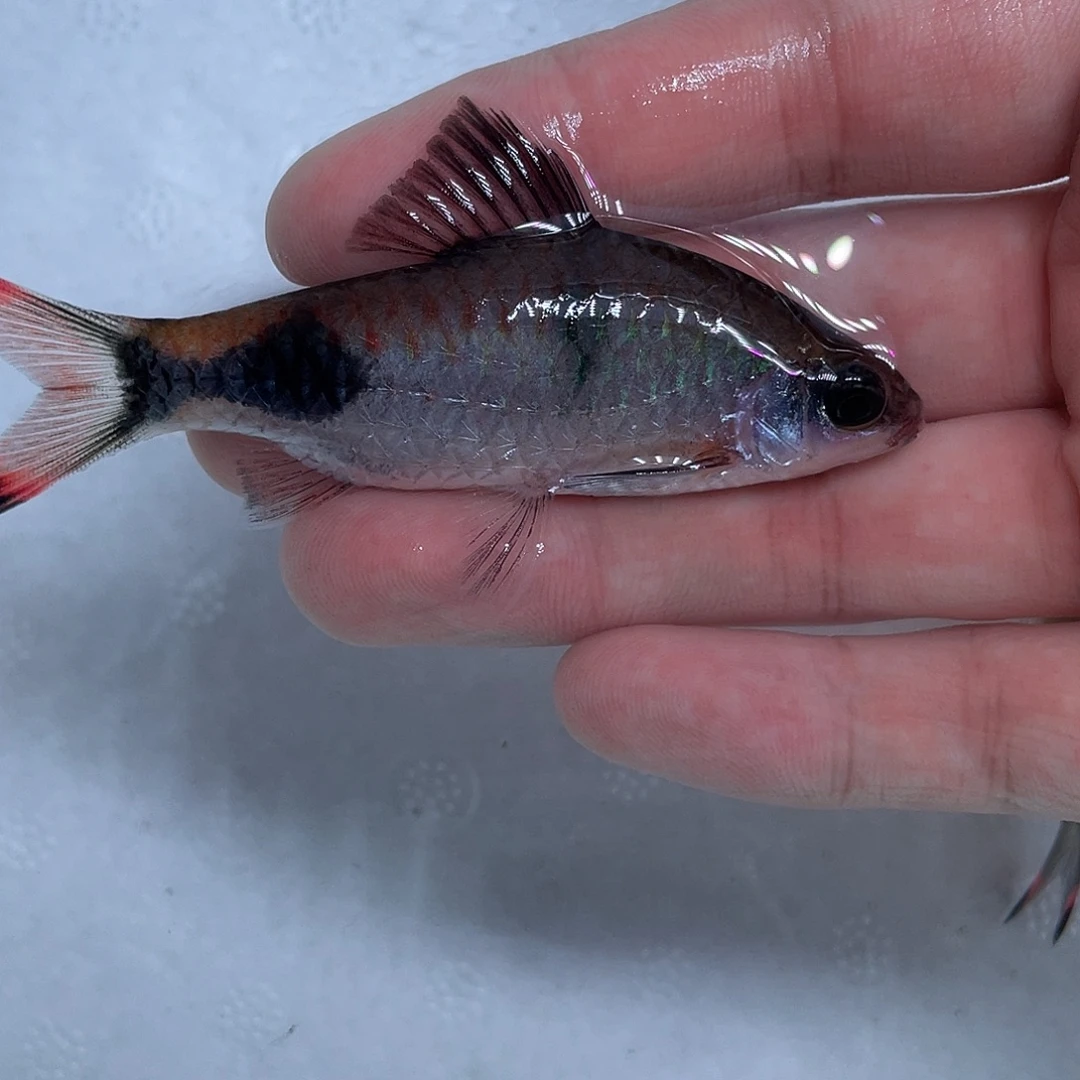 海水鱼梦幻黑影8-9cm