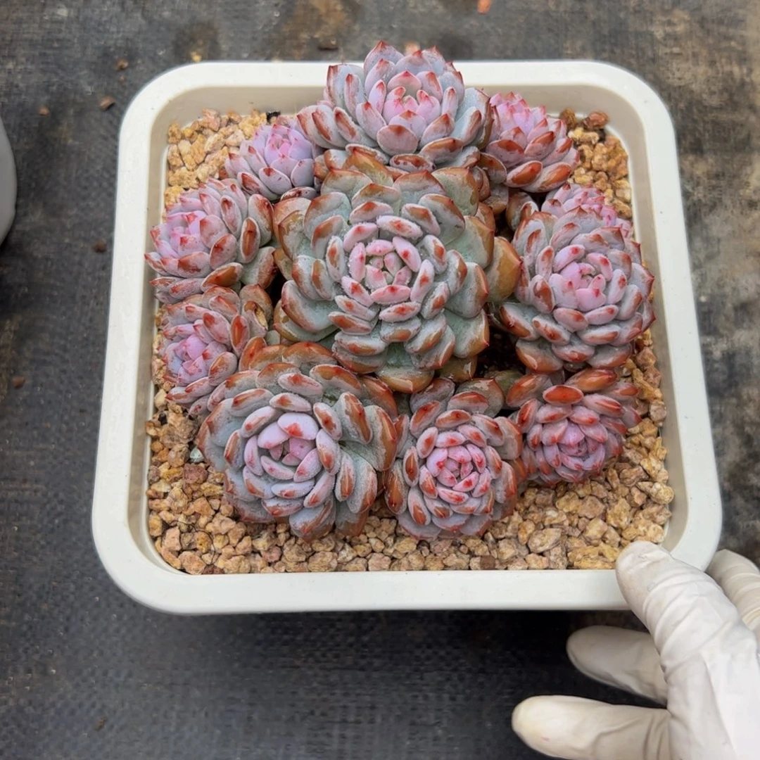 ****l星星橙群生多肉植物