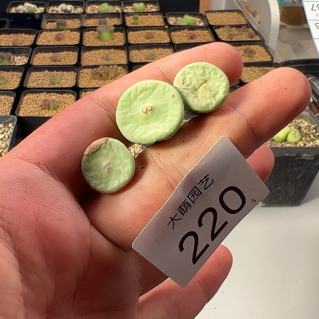 0000220 一物一拍……