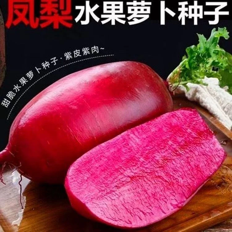 【凤梨水果萝卜种子】脆甜红皮红肉水果阳台花盆地栽盆栽蔬菜种子