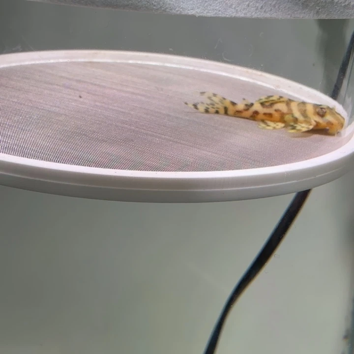 清道夫鱼11号皇室333