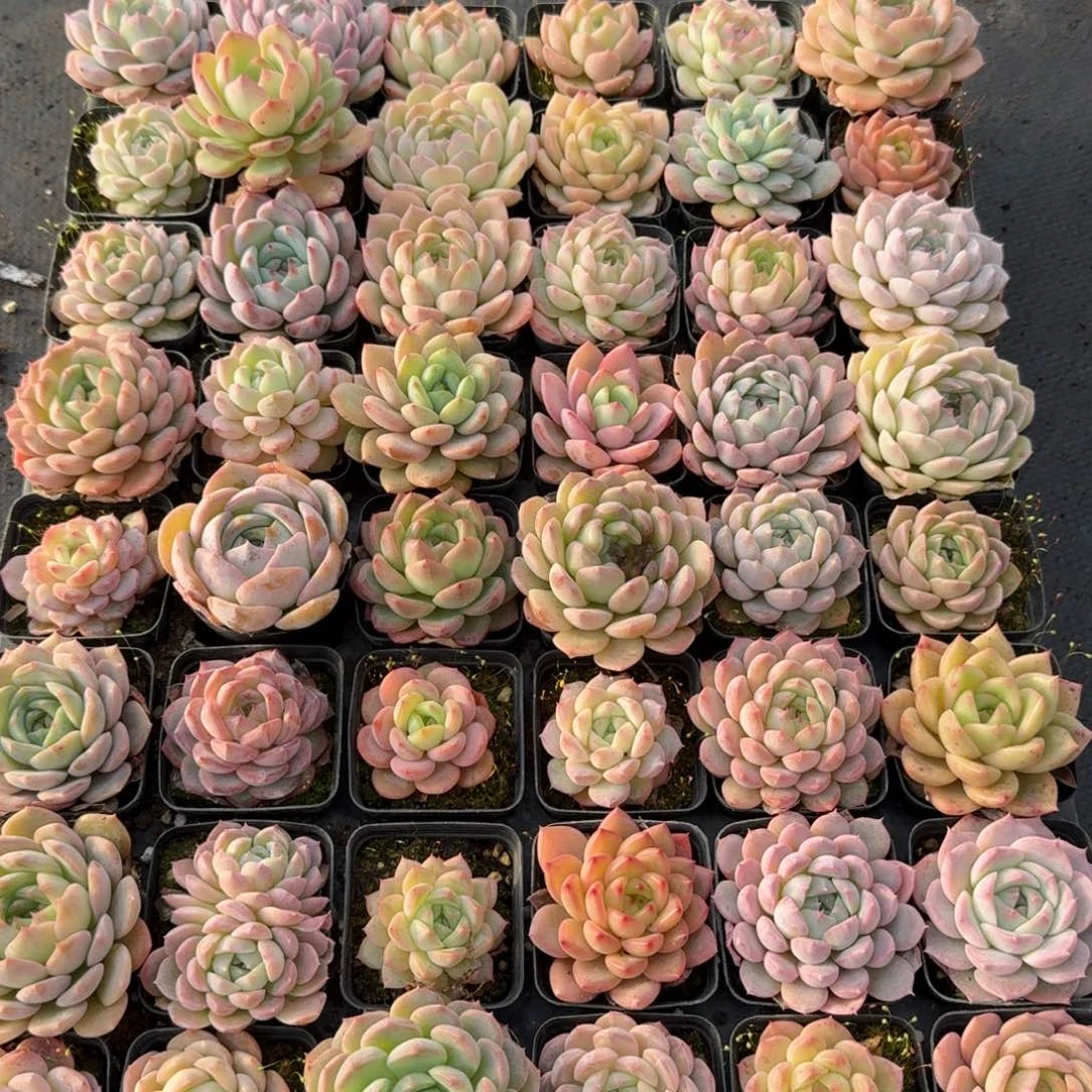 多肉杂交一物一拍11-2