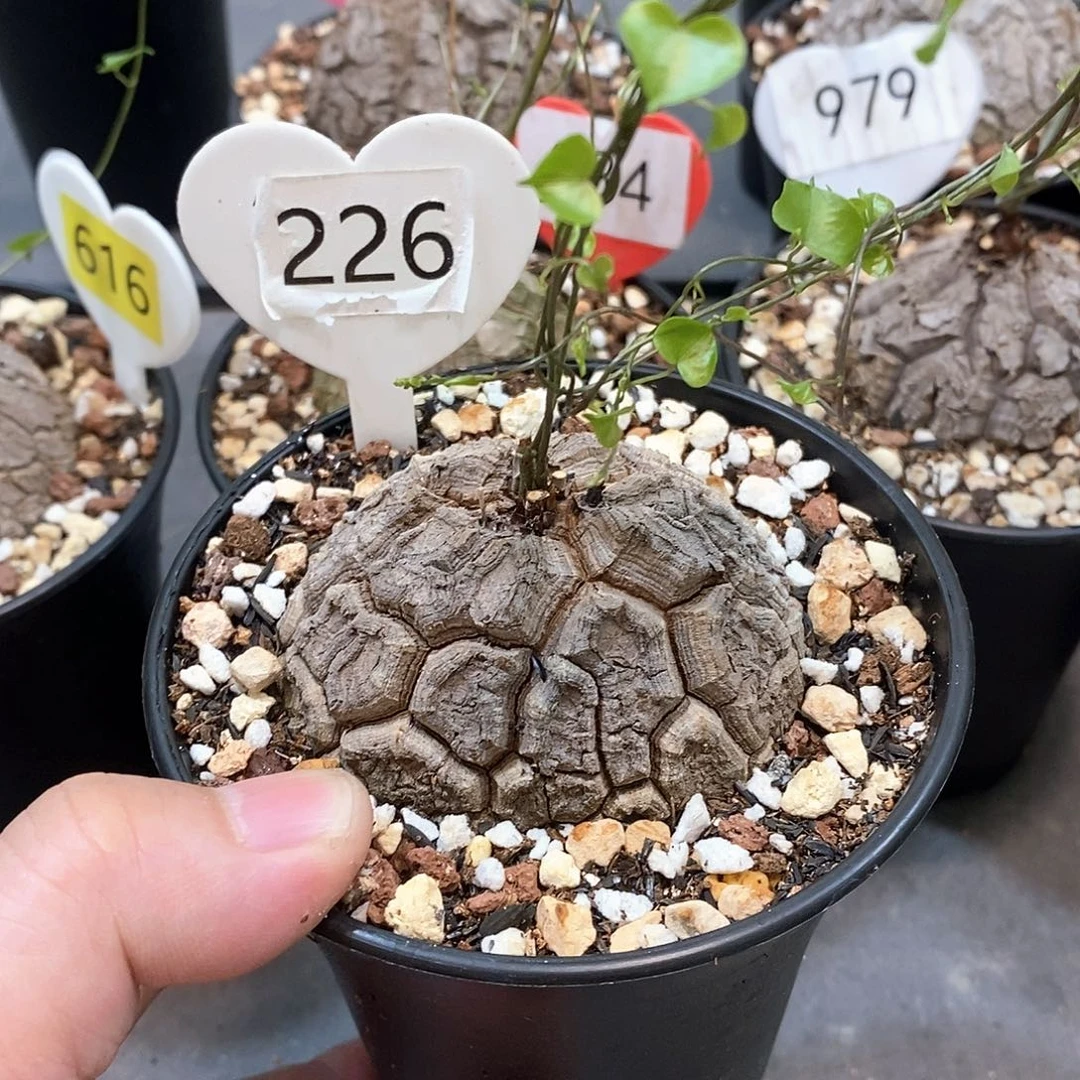 南非龟甲龙龟甲龙