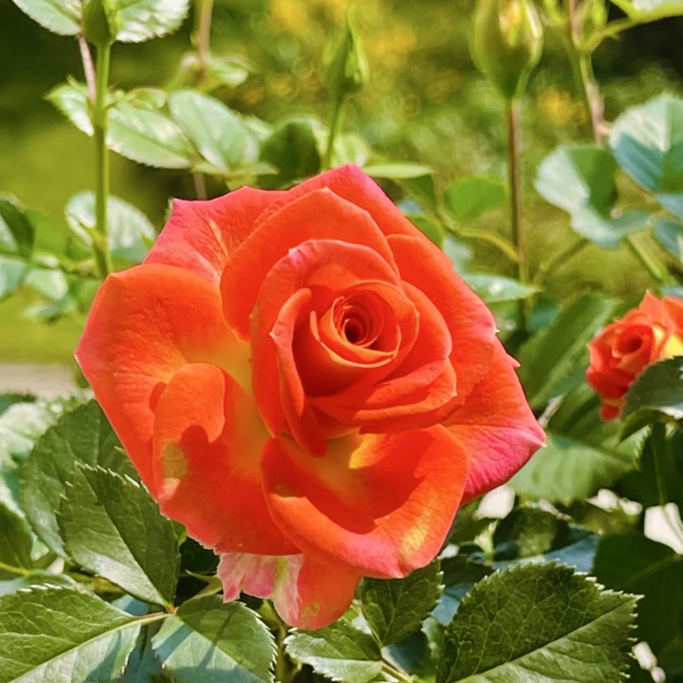 【二乔】月季花魅惑色系多头勤花新手必入