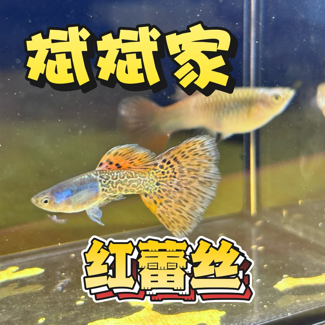 【红蕾丝】孔雀小型热带鱼好养蕾丝蛇纹
