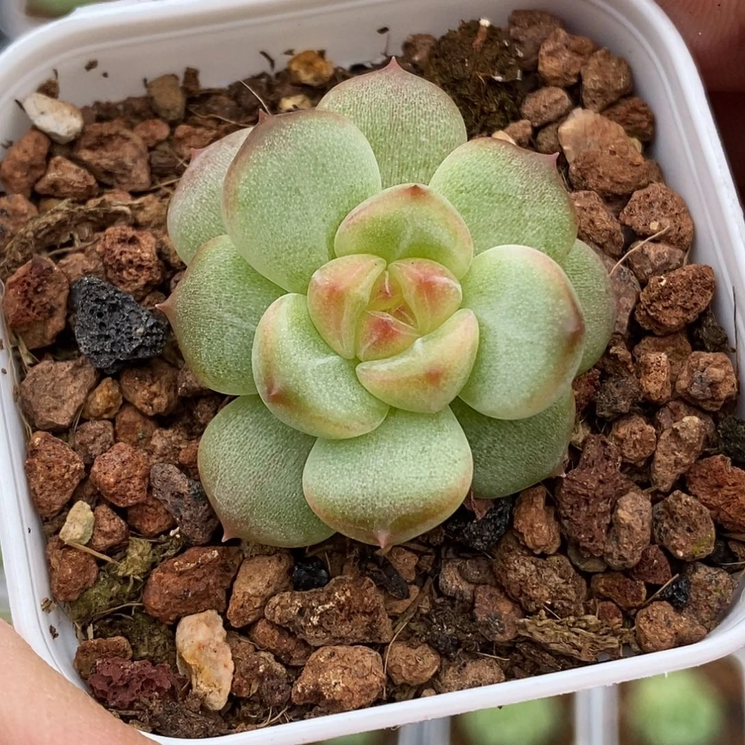 T4甜心30包邮非偏远