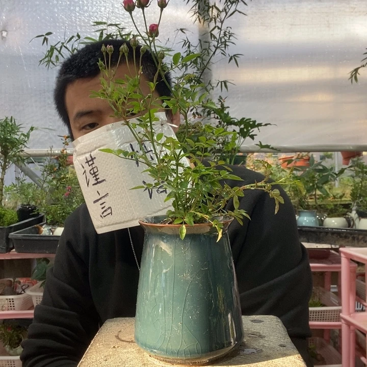 以实际为准盆景绿植盆栽46