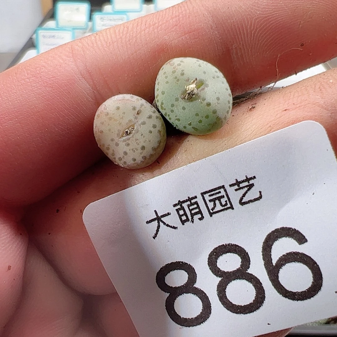 0000886 一物一拍……