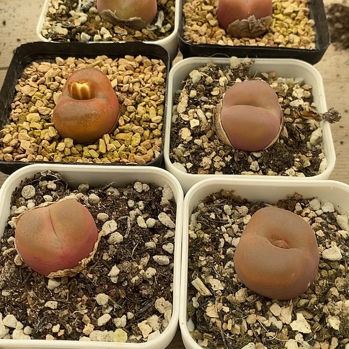 1745红蟠桃母本6颗