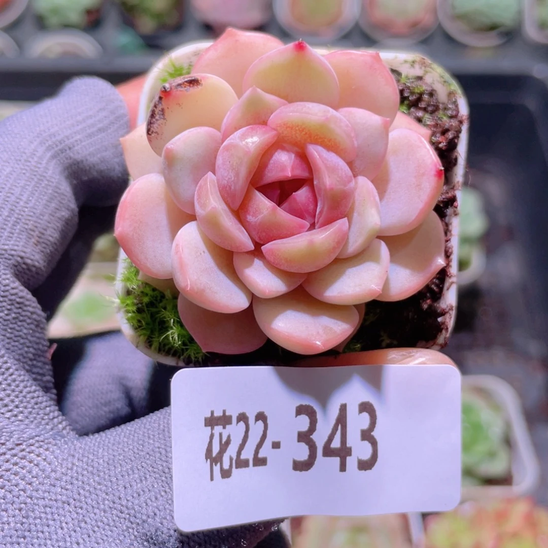 花利美22-343珍妮