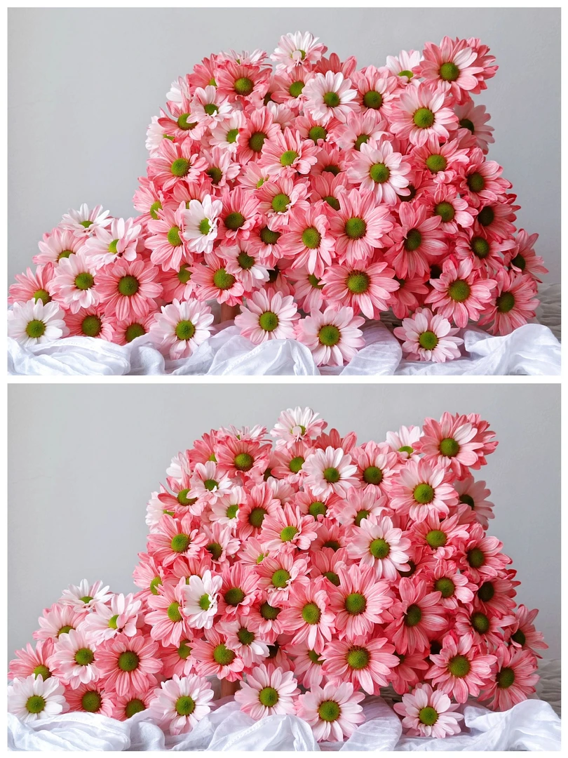 西瓜红小菊吸色菊花耐养鲜花水培