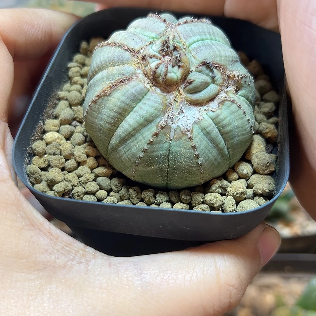 14号实生怪欧洲园艺布纹球4.9公分