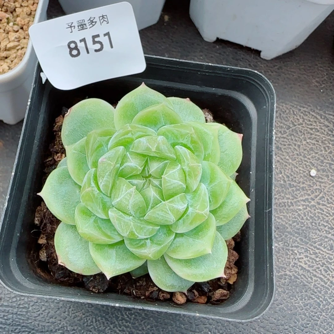 泼天富贵，8151多肉植物