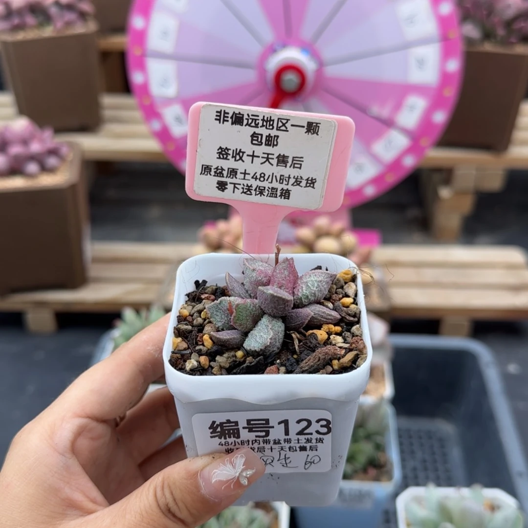 琪**…123实生多肉植物