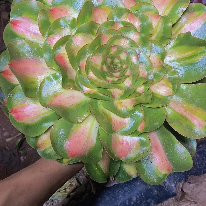 燕***子多肉植物保护研究所
