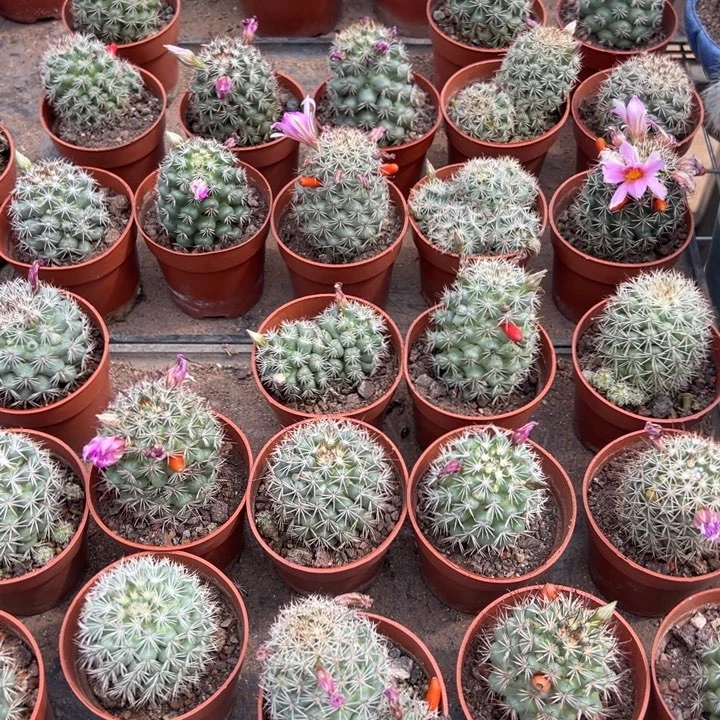 蓬莱宫。 随机一颗