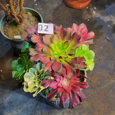 法师嫁接的法师法师02