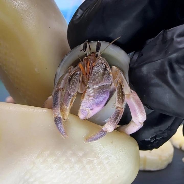 A6紫钳 灰白1.4cm口径