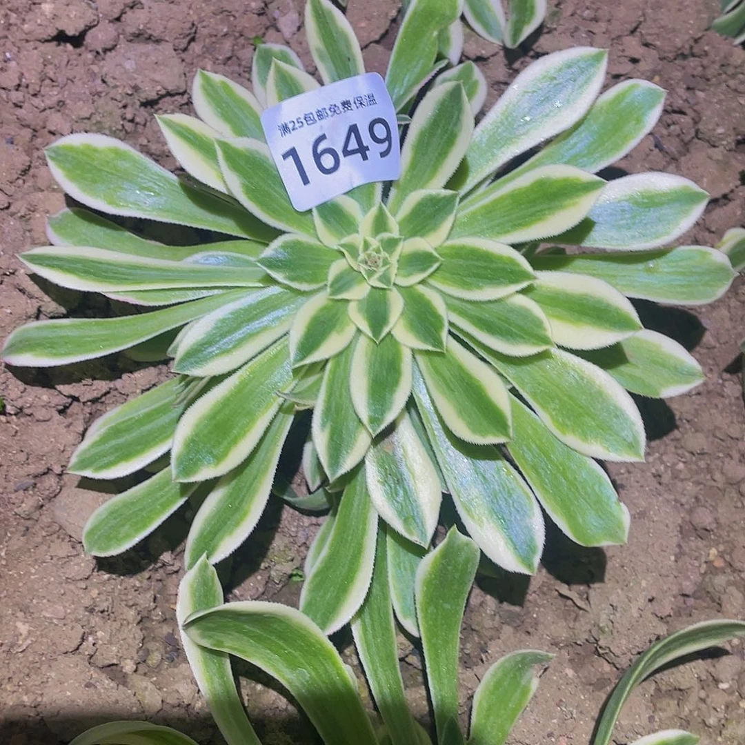 1649铜壶白白多肉植物