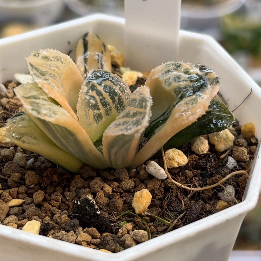 60糊斑摩多寿锦福利专场