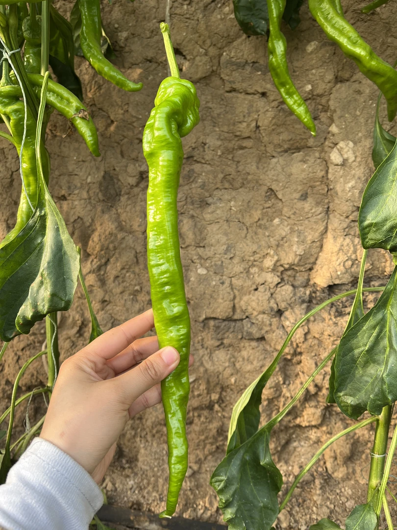 平度条河崖孙家农家螺丝椒新鲜现摘皮薄香辣