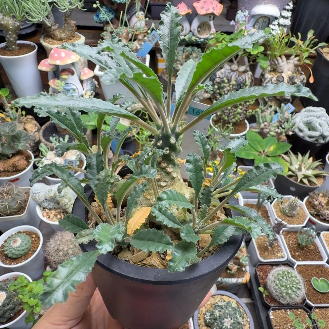 椰子琉桑168仙人掌