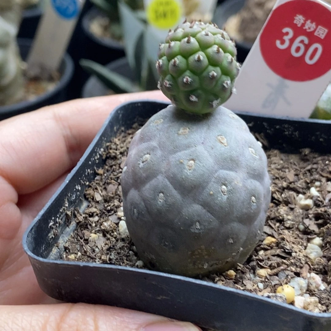 自根双头无刺习志野3.3cm
