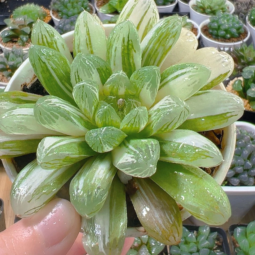 苏州玉露锦万象盆