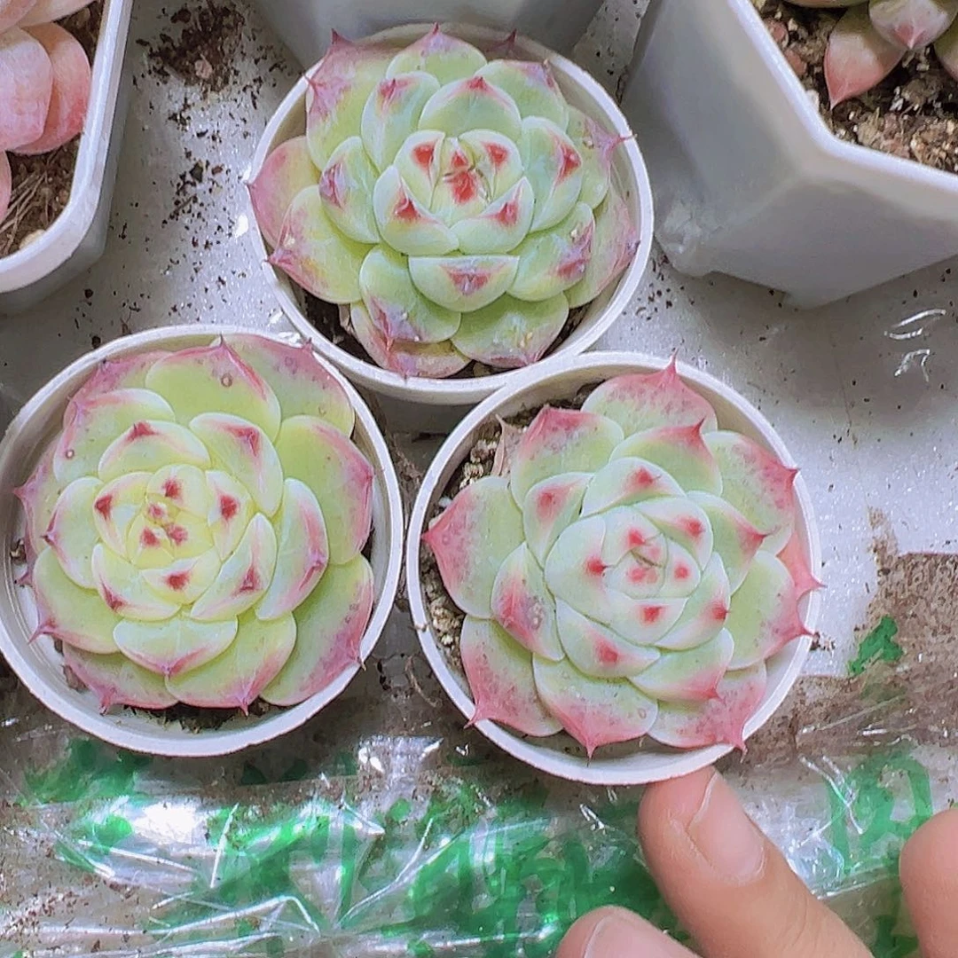 长睫毛胖吉3个19包邮