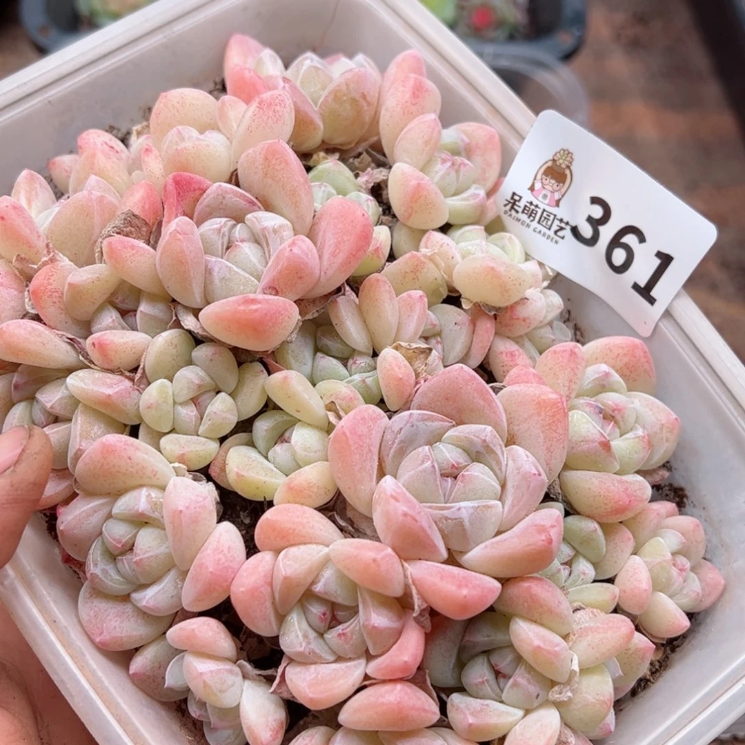 多肉植物多肉植物